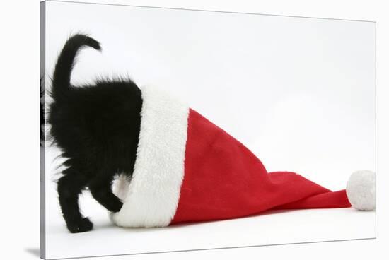 Black Kitten Playing in a Father Christmas Hat-Mark Taylor-Stretched Canvas