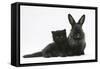 Black Kitten with Black Lionhead-Cross Rabbit-Mark Taylor-Framed Stretched Canvas