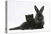 Black Kitten with Black Lionhead-Cross Rabbit-Mark Taylor-Stretched Canvas