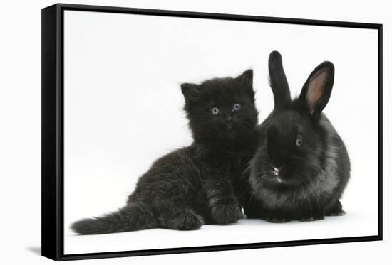 Black Kitten with Black Lionhead-Cross Rabbit-Mark Taylor-Framed Stretched Canvas