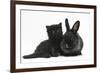 Black Kitten with Black Lionhead-Cross Rabbit-Mark Taylor-Framed Photographic Print