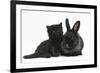 Black Kitten with Black Lionhead-Cross Rabbit-Mark Taylor-Framed Photographic Print