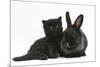 Black Kitten with Black Lionhead-Cross Rabbit-Mark Taylor-Mounted Photographic Print