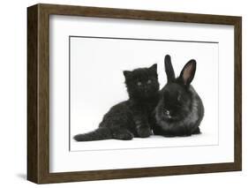 Black Kitten with Black Lionhead-Cross Rabbit-Mark Taylor-Framed Photographic Print