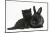 Black Kitten with Black Lionhead-Cross Rabbit-Mark Taylor-Mounted Photographic Print