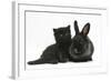 Black Kitten with Black Lionhead-Cross Rabbit-Mark Taylor-Framed Photographic Print