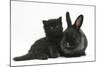 Black Kitten with Black Lionhead-Cross Rabbit-Mark Taylor-Mounted Photographic Print