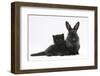 Black Kitten with Black Lionhead-Cross Rabbit-Mark Taylor-Framed Photographic Print