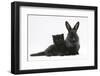 Black Kitten with Black Lionhead-Cross Rabbit-Mark Taylor-Framed Photographic Print