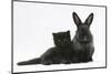 Black Kitten with Black Lionhead-Cross Rabbit-Mark Taylor-Mounted Photographic Print