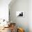 Black Kitten with Black Lionhead-Cross Rabbit-Mark Taylor-Photographic Print displayed on a wall