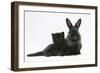 Black Kitten with Black Lionhead-Cross Rabbit-Mark Taylor-Framed Photographic Print