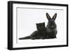 Black Kitten with Black Lionhead-Cross Rabbit-Mark Taylor-Framed Photographic Print