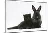 Black Kitten with Black Lionhead-Cross Rabbit-Mark Taylor-Mounted Photographic Print