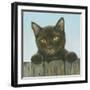 Black Kitten-Janet Pidoux-Framed Giclee Print