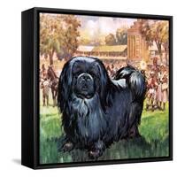 Black Knight. the Pekinese Dog Owned by Artist Sir Alfred Munnings.-McConnell-Framed Stretched Canvas