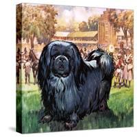 Black Knight. the Pekinese Dog Owned by Artist Sir Alfred Munnings.-McConnell-Stretched Canvas