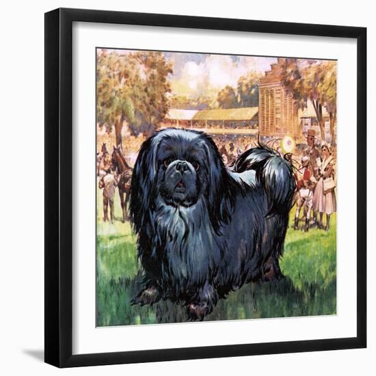 Black Knight. the Pekinese Dog Owned by Artist Sir Alfred Munnings.-McConnell-Framed Premium Giclee Print