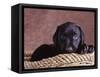 Black Lab Puppy in Basket-Jim Craigmyle-Framed Stretched Canvas