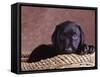 Black Lab Puppy in Basket-Jim Craigmyle-Framed Stretched Canvas