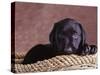 Black Lab Puppy in Basket-Jim Craigmyle-Stretched Canvas