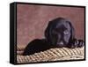 Black Lab Puppy in Basket-Jim Craigmyle-Framed Stretched Canvas