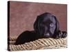 Black Lab Puppy in Basket-Jim Craigmyle-Stretched Canvas