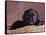 Black Lab Puppy in Basket-Jim Craigmyle-Framed Stretched Canvas