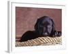 Black Lab Puppy in Basket-Jim Craigmyle-Framed Photographic Print
