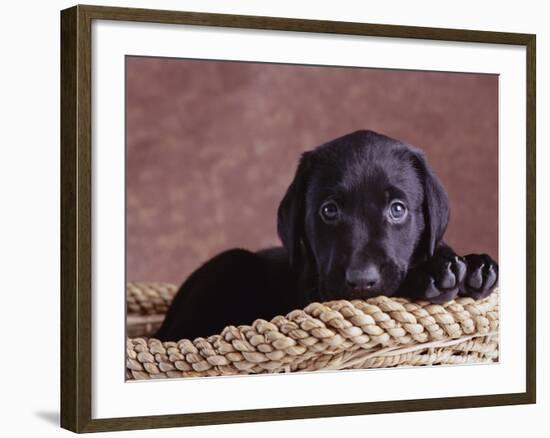 Black Lab Puppy in Basket-Jim Craigmyle-Framed Photographic Print