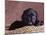 Black Lab Puppy in Basket-Jim Craigmyle-Mounted Photographic Print