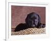 Black Lab Puppy in Basket-Jim Craigmyle-Framed Photographic Print