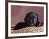 Black Lab Puppy in Basket-Jim Craigmyle-Framed Photographic Print