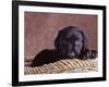 Black Lab Puppy in Basket-Jim Craigmyle-Framed Photographic Print