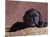 Black Lab Puppy in Basket-Jim Craigmyle-Mounted Photographic Print