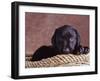 Black Lab Puppy in Basket-Jim Craigmyle-Framed Photographic Print