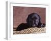 Black Lab Puppy in Basket-Jim Craigmyle-Framed Photographic Print