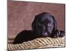 Black Lab Puppy in Basket-Jim Craigmyle-Mounted Photographic Print