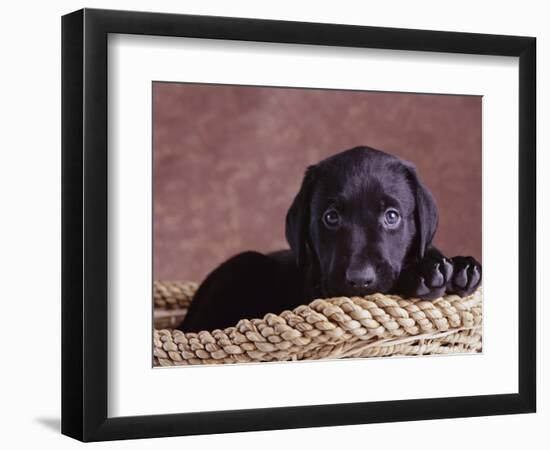 Black Lab Puppy in Basket-Jim Craigmyle-Framed Photographic Print