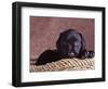 Black Lab Puppy in Basket-Jim Craigmyle-Framed Photographic Print