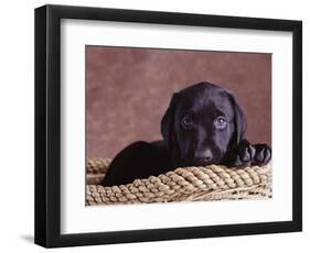 Black Lab Puppy in Basket-Jim Craigmyle-Framed Photographic Print