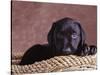 Black Lab Puppy in Basket-Jim Craigmyle-Stretched Canvas