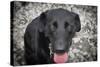 Black Lab-Savanah Stewart-Stretched Canvas