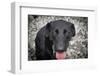 Black Lab-Savanah Stewart-Framed Photographic Print