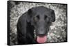 Black Lab-Savanah Stewart-Framed Stretched Canvas