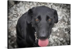 Black Lab-Savanah Stewart-Stretched Canvas