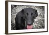 Black Lab-Savanah Stewart-Framed Photographic Print