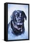 Black Lab-Rusty Frentner-Framed Stretched Canvas