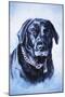 Black Lab-Rusty Frentner-Mounted Giclee Print