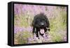 Black Labradoodle Sitting in Field-null-Framed Stretched Canvas